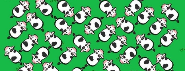 小动物营救救宣传图